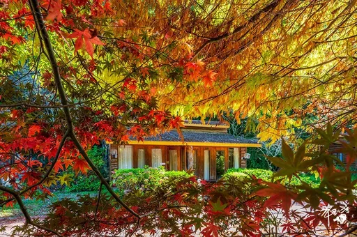 錯過再等1年!武陵農場百公頃楓紅了 季節限制至12月中旬