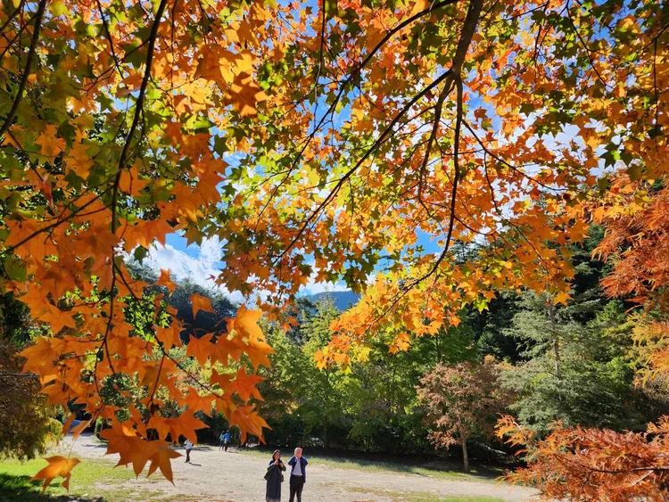 民眾走進楓林裡如置身在國外如夢似幻。民眾提供
