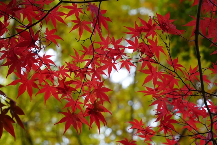 武陵楓紅讓民眾想到劉家昌的的秋詩篇篇歌曲。民眾提供