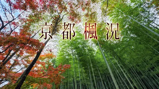 京都賞楓|嵐山「天龍寺」紅葉進入最美觀賞時節 穿過層層紅霧就到竹林小徑