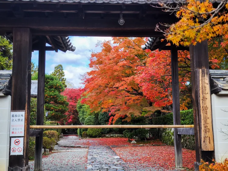 「庭園參拜受付」處對面的天龍寺僧堂內，滿樹楓紅。田欣雲攝