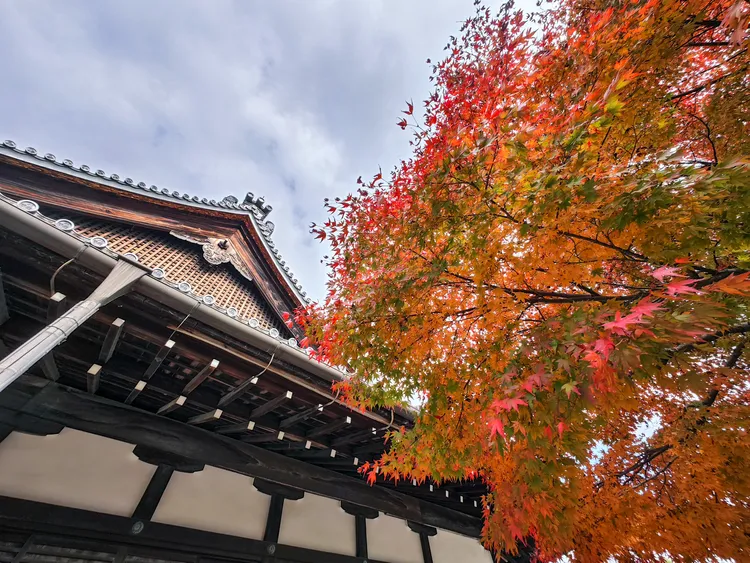 紅葉圍繞在主殿「大方丈」周邊。田欣雲攝