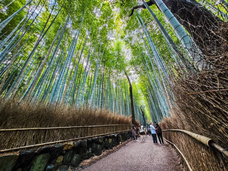 從「北門參拜受付」出寺，即通往嵐山知名的竹林小徑。田欣雲攝