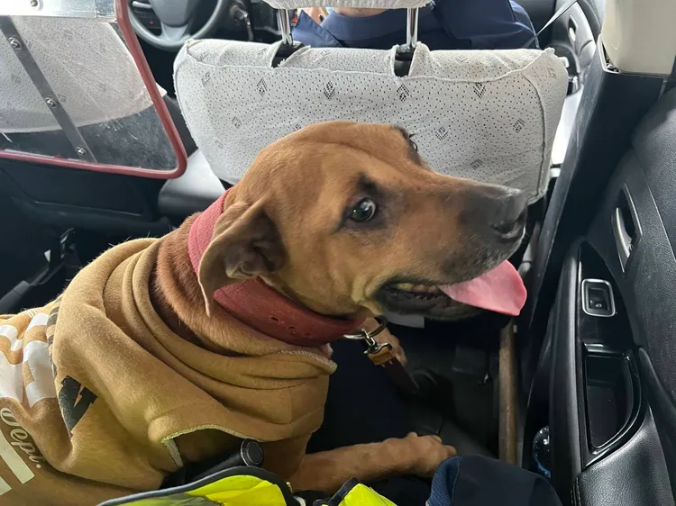 警方將黃毛犬帶回所內安置招領。警方提供
