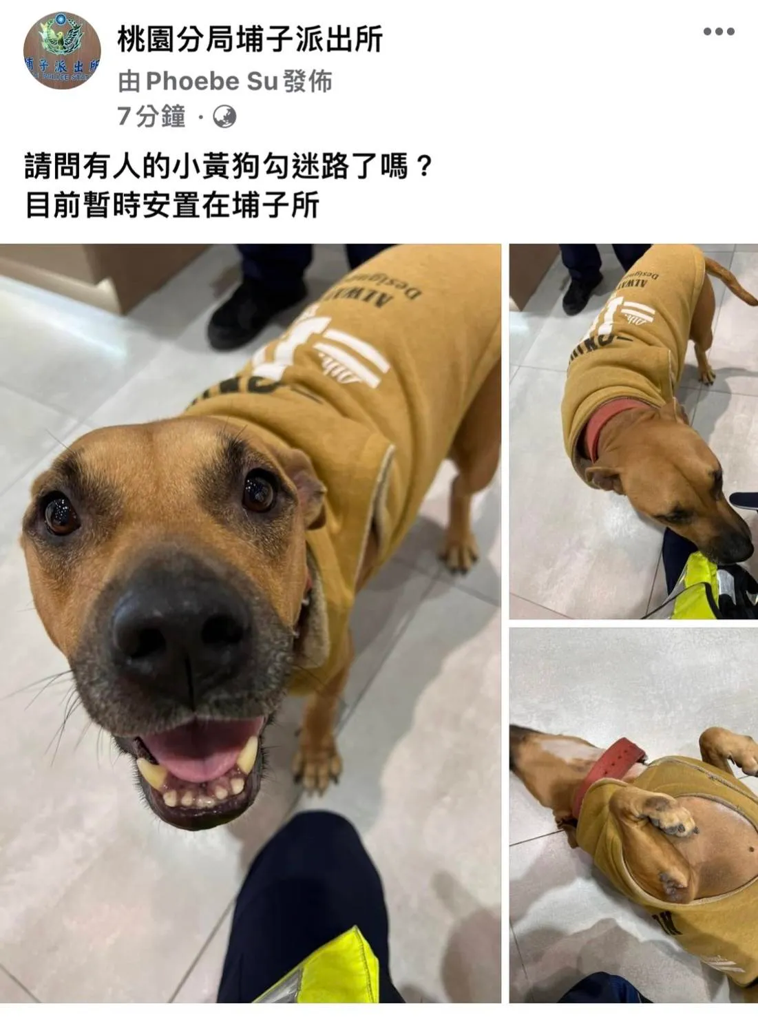 警方PO文臉書招領犬隻。警方提供