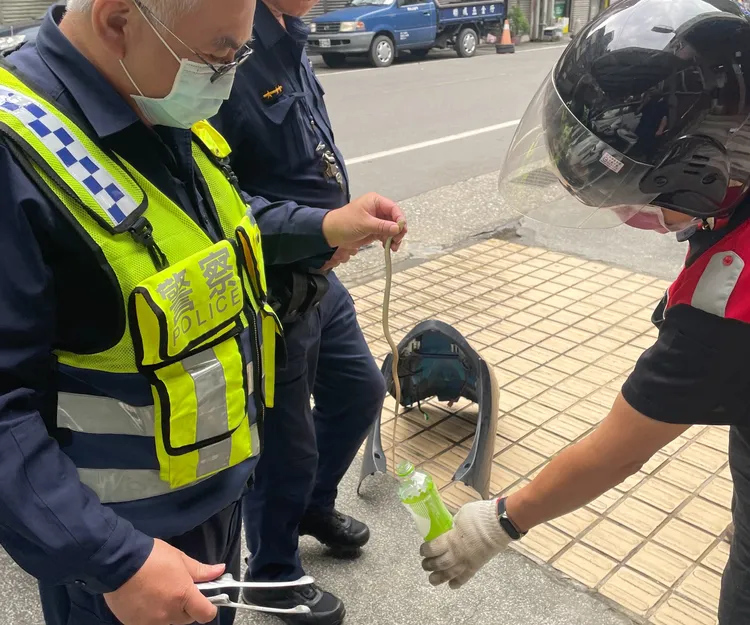 警方順利抓到機車裡的錦蛇。警方提供