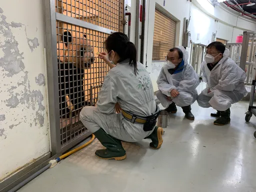大陸貓熊專家束手無策明離台!團團腦瘤仍無藥醫 喊話「有必要可再派人」