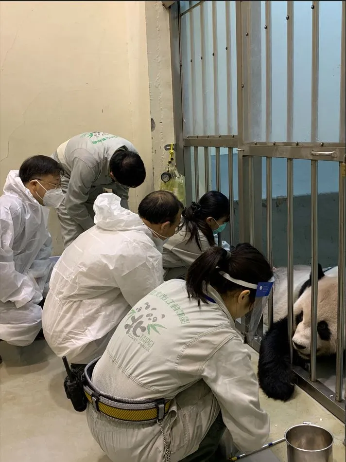 2名大陸貓熊專家預計明天(11/7)離台。動物園提供