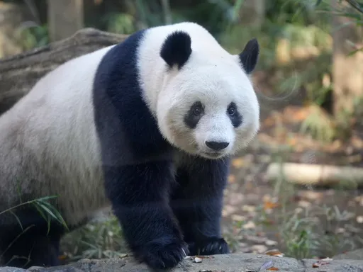 返鄉5度延期 　日上野動物園貓熊預定明年回中國