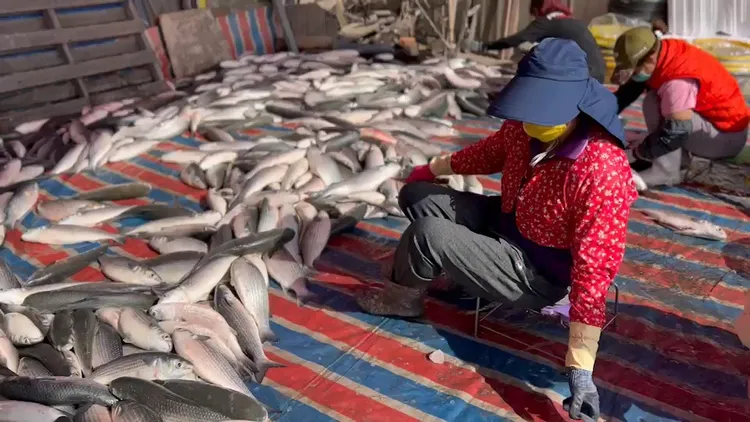 漁民忙著處理上岸的養殖烏魚。孫英哲攝