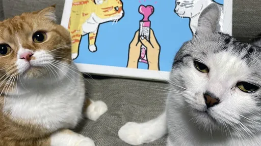 愛貓永遠「死魚眼」急就診 獸醫吐槽:牠就是懶而已