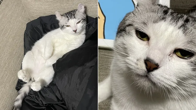 翻攝自@NaGi_12_NK推特