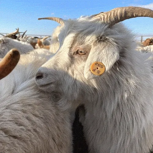 agnès b.本季推出Cashmere喀什米爾系列，面料的取得到製成皆於蒙古進行。品牌提供