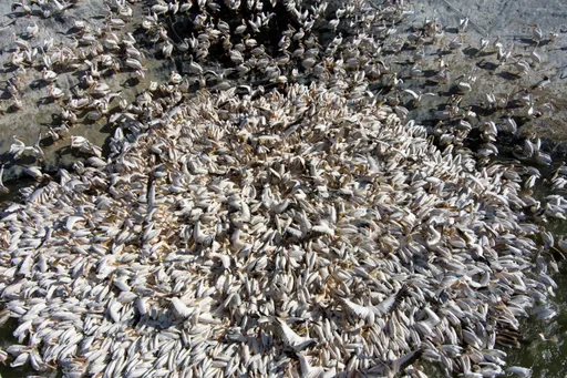 數萬候鳥大軍過境　以色列送上「吃到飽」自助餐護漁