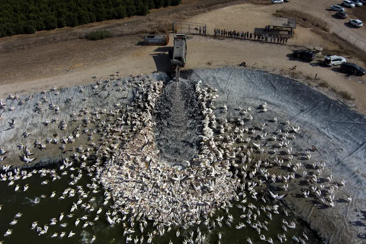 卡車運來鮮魚傾倒進入水庫。路透社