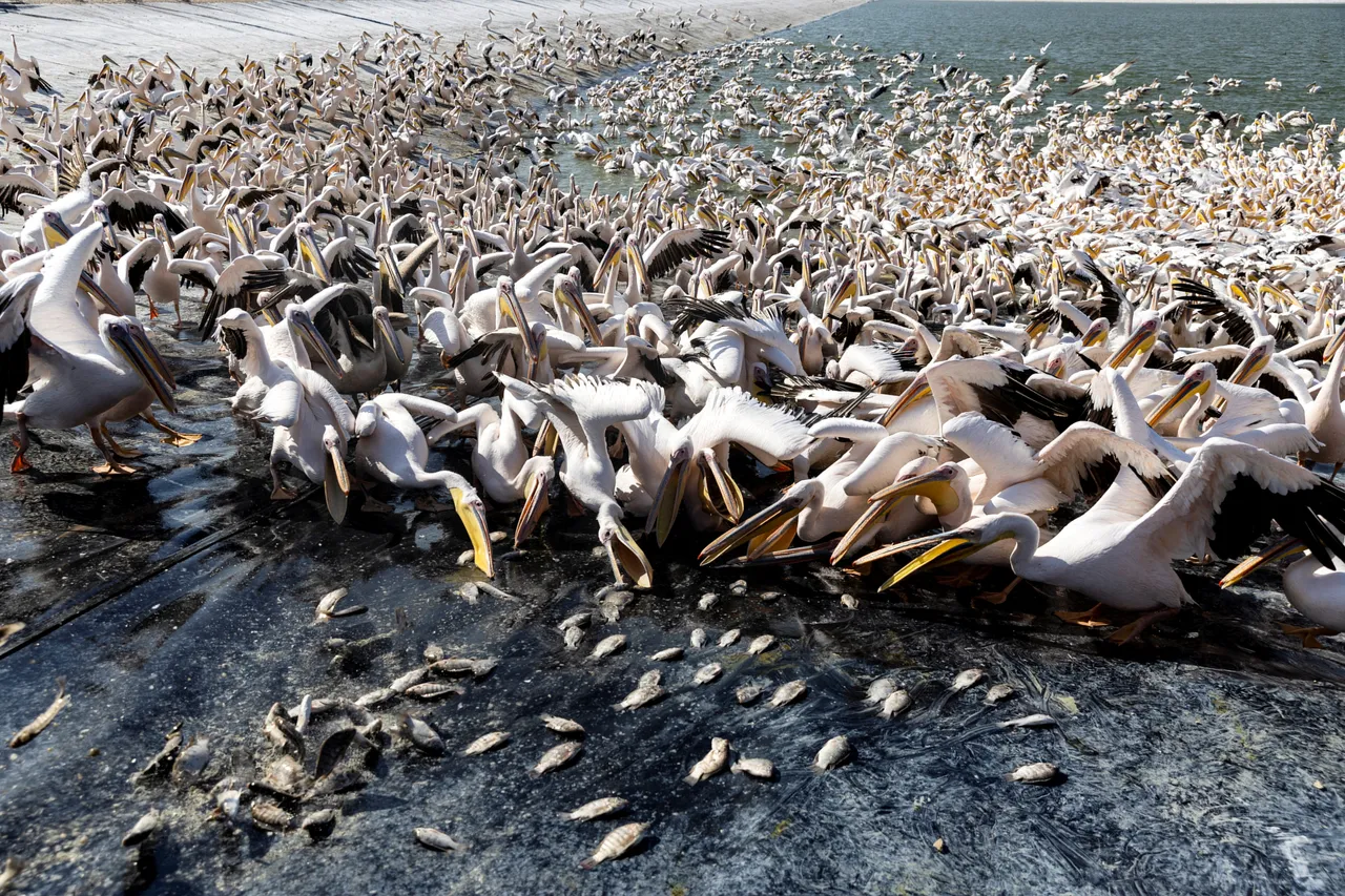 眾鳥爭食時非常喧嘩。路透社