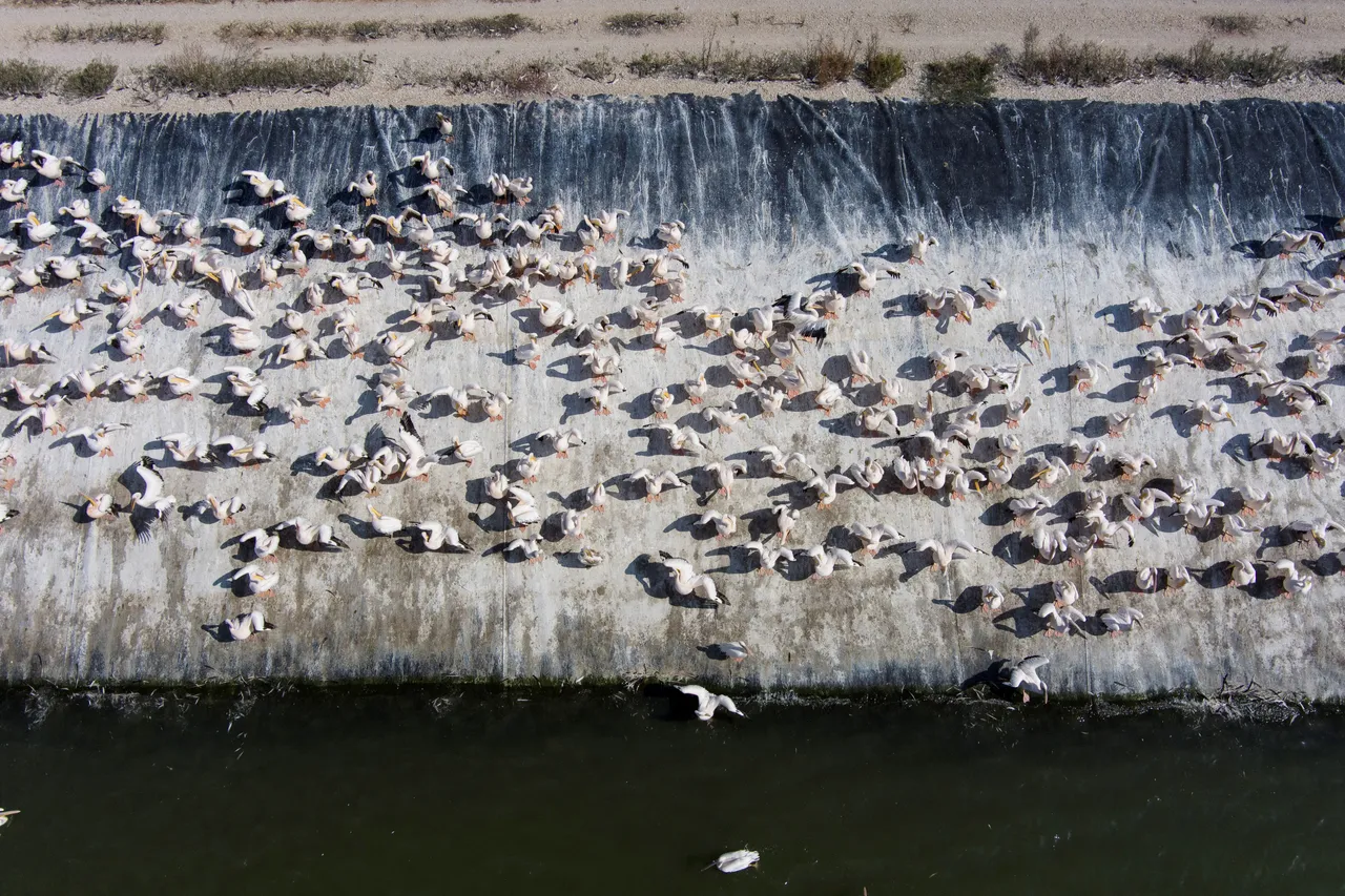 每年這個季節都有數萬隻白鵜鶘飛到以色列過冬。路透社