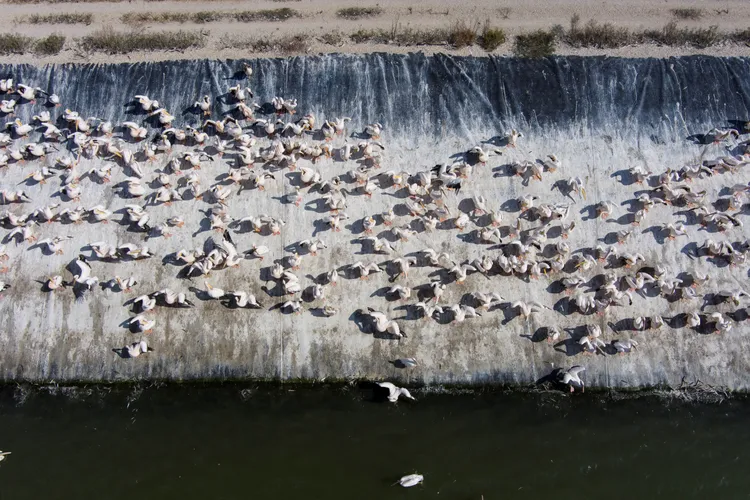 每年這個季節都有數萬隻白鵜鶘飛到以色列過冬。路透社