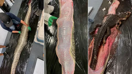 5米巨蟒吞下鱷魚　正妹科學家曝影片震撼千萬網友