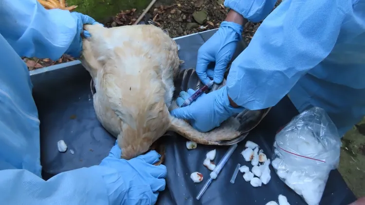 花蓮縣農業處針對周圍養禽場為期3個月的採樣監測。花蓮縣農業處提供