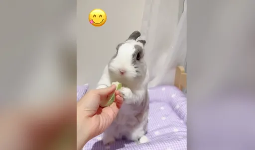 萌萌兔捧著芭樂猛啃 網友封「最可愛的吃播主」