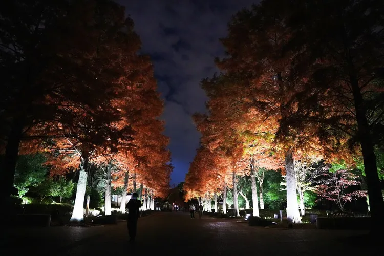 入口處作品「生命是連續不斷的光芒─落羽杉」。黃盈甄攝