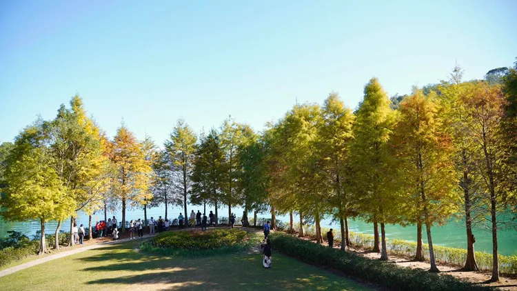 位於婚紗廣場的落羽松，目前已經變黃，也慢慢變成紅色。日月潭風景管理處提供