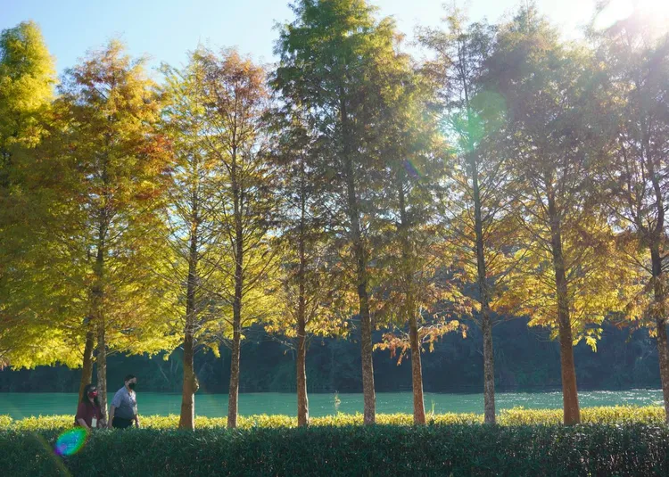 目前日月潭沿線都可欣賞到由黃轉紅的落羽松。日月潭風景管理處提供