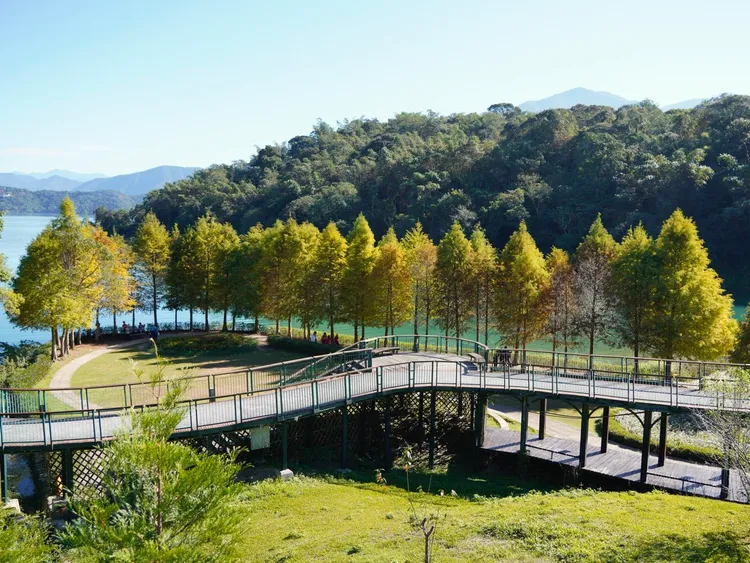 目前向山遊客中心旁的婚紗廣場，約30多株的落羽松已經變黃。日月潭風景管理處提供