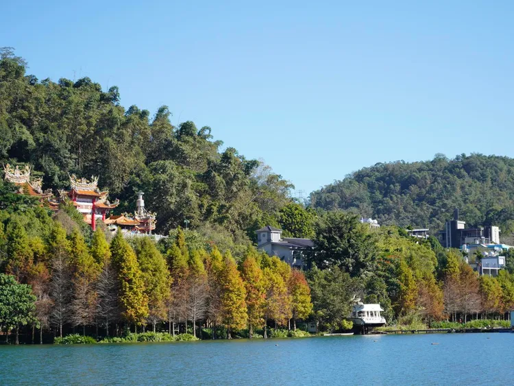 日月潭周邊的落羽松已經由黃逐漸轉為紅色。日月潭風景管理處提供