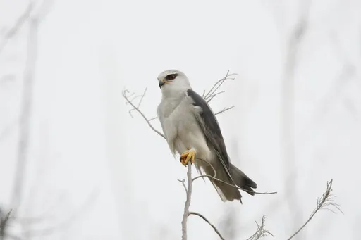 網路圖文並茂賣保育動物 遭警查獲這下慘了