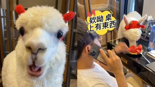 羊駝有多貪吃？旋風式偷吃全都錄　主人搶救失敗網笑倒