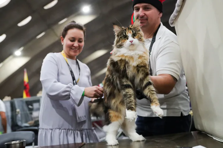 參展者為緬因貓梳毛。新華社