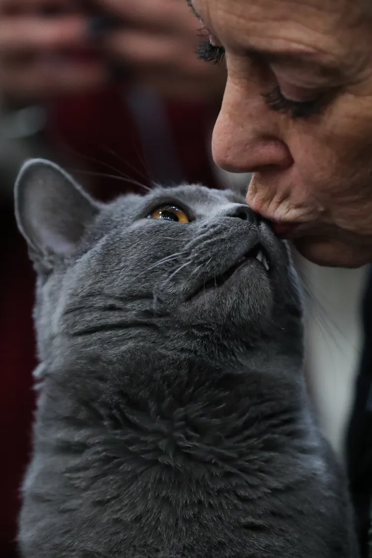 貓主無限憐愛地親吻法國藍貓。新華社