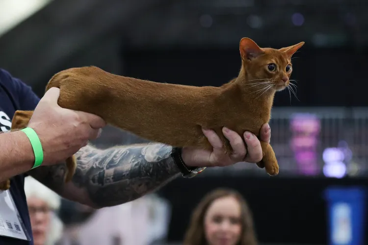 身體特別瘦長的阿比尼西亞貓。新華社