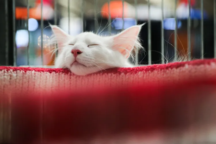 挪威森林貓累得打瞌睡。新華社