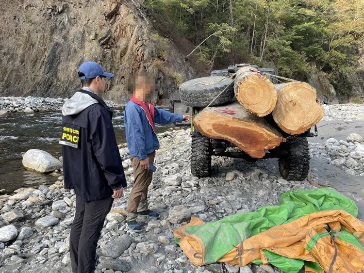 警方查扣山老鼠非法砍伐的珍貴肖楠木2.2頓，市價超過31萬元。警方提供