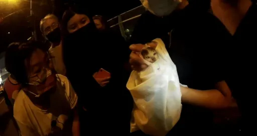 進去不止一下下!喵星人誤入引擎室2天 脫困露臉萌翻民眾