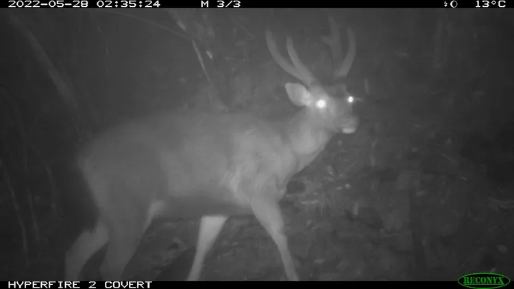 水鹿。屏科大野保所提供