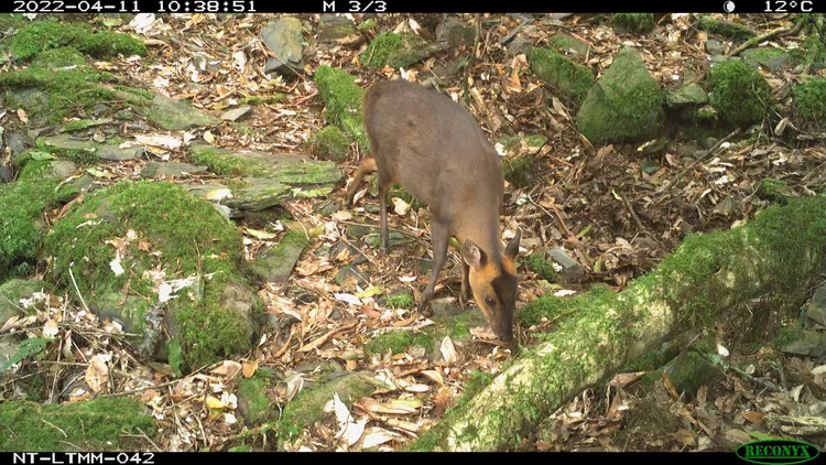 山羌。屏科大野保所提供