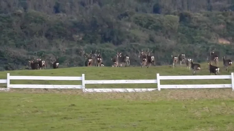 梅花鹿群在墾丁野外奔馳。墾管處提供