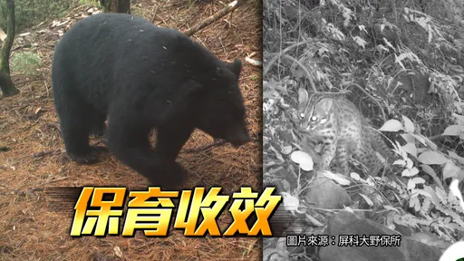 獨家|疫情助長台灣野生動物變多?學者:唯一減少是鼬獾、石虎