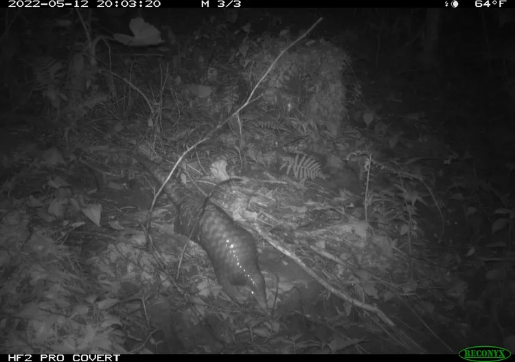 野生物種中，石虎及穿山甲與流浪犬、貓共域區大，造成其生存壓力之一。屏科大野保所提供
