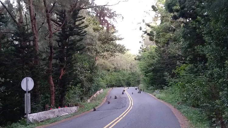 台灣獮猴在監測中數量豐度明顯增加。墾管處提供