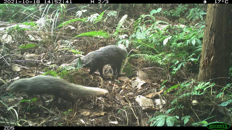 食蟹獴。屏科大野保所提供