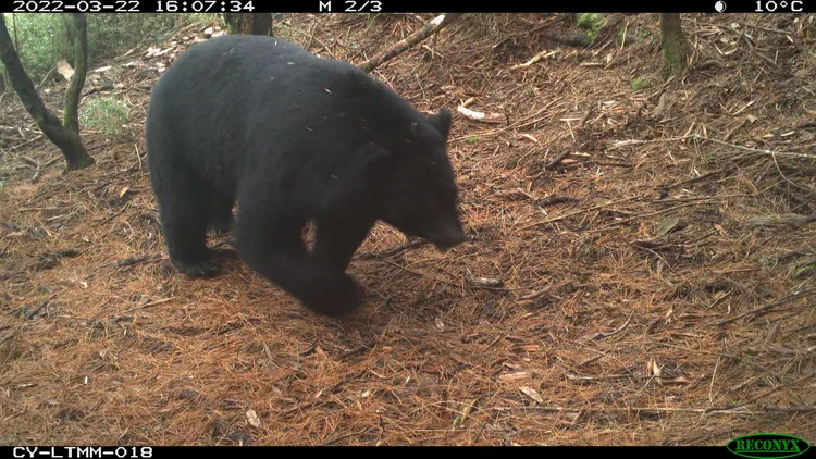 從監測的相對豐度研判，台灣黑熊數量有增加。屏科大野保所提供