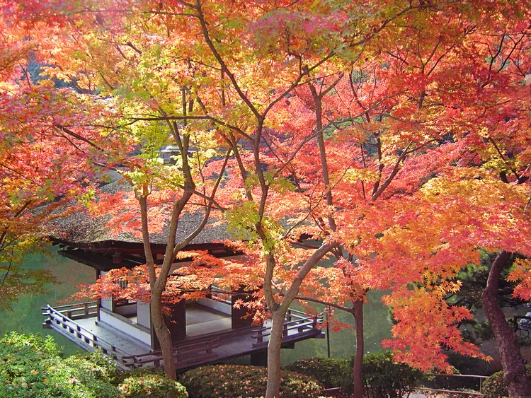 「西之丸庭園」位於和歌山城內，又稱為紅葉溪庭園。和歌山縣觀光聯盟提供