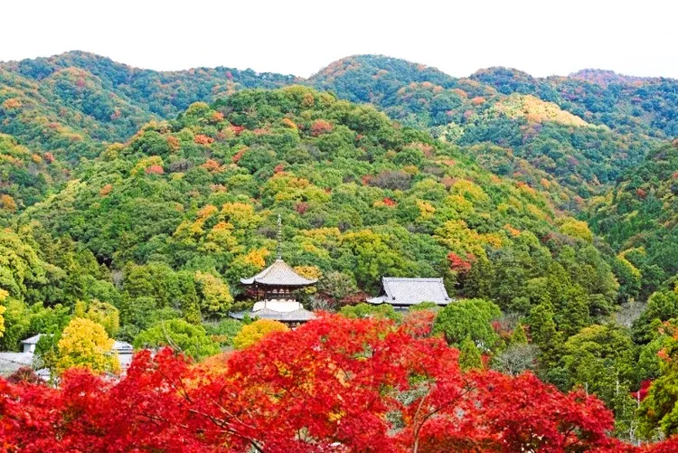 「根來寺」紅葉谷公園。那賀振興局提供