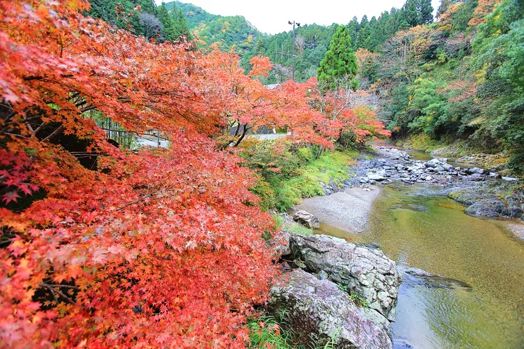 玉川峽紅葉美景。橋本市役所提供