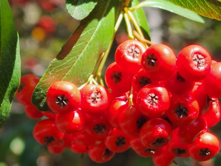 亮麗的紅色果實，就好像是閃亮的紅寶石。民眾提供